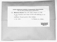 Massarina eburnea image